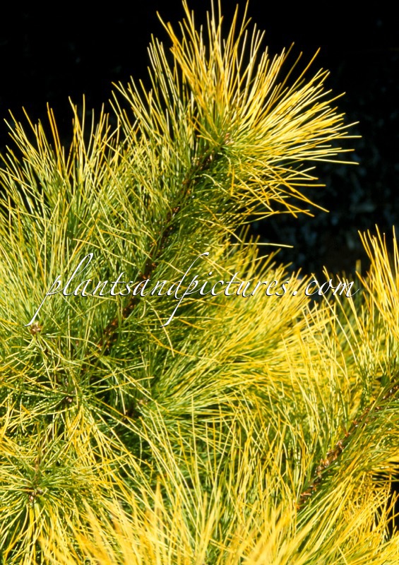 Pinus strobus ‘Louie’