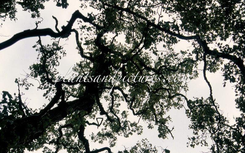 Robinia pseudoacacia ‘Frisia’