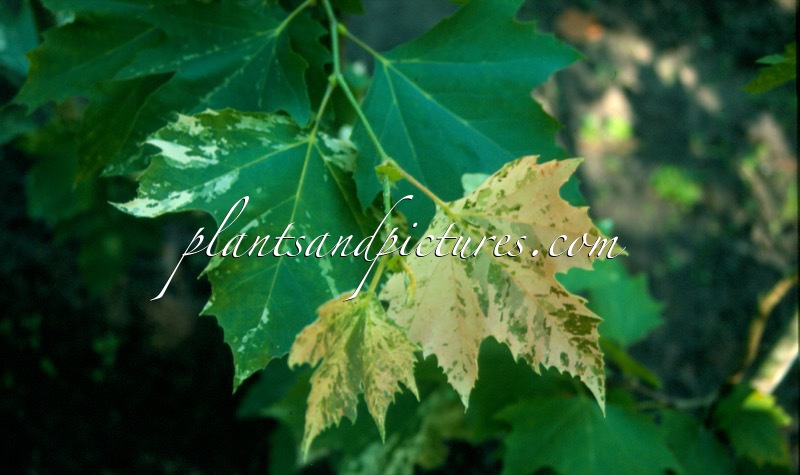 Platanus hispanica ‘Suttneri’