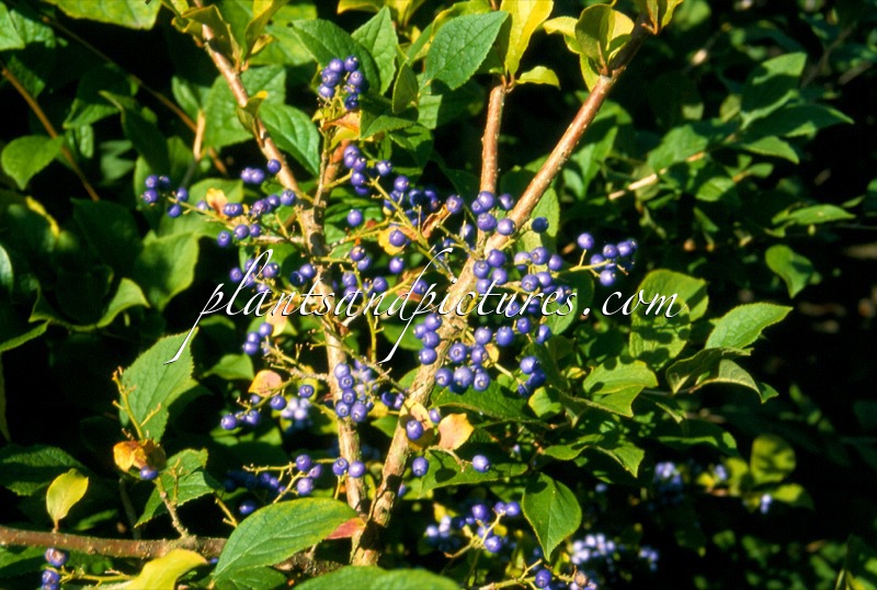 Symplocos paniculata