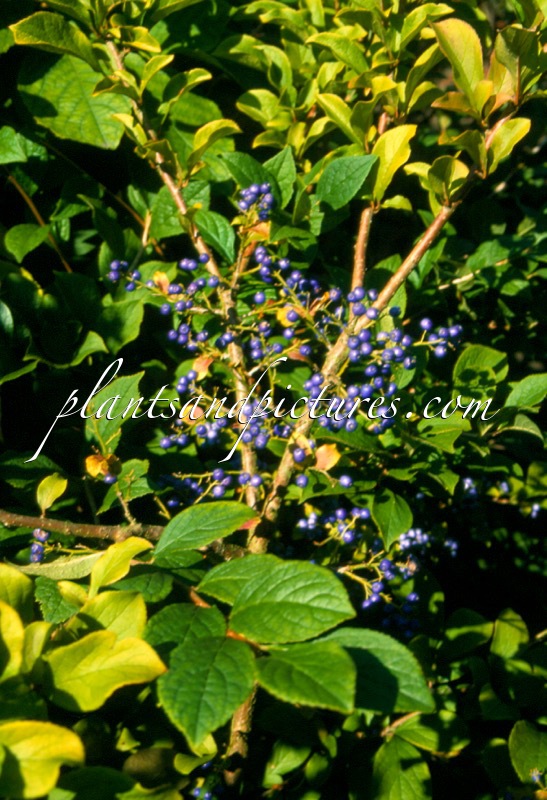 Symplocos paniculata