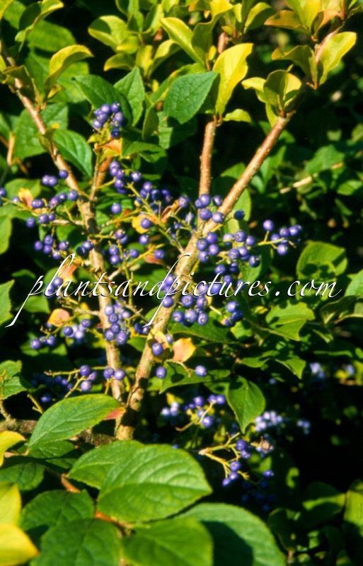 Symplocos paniculata