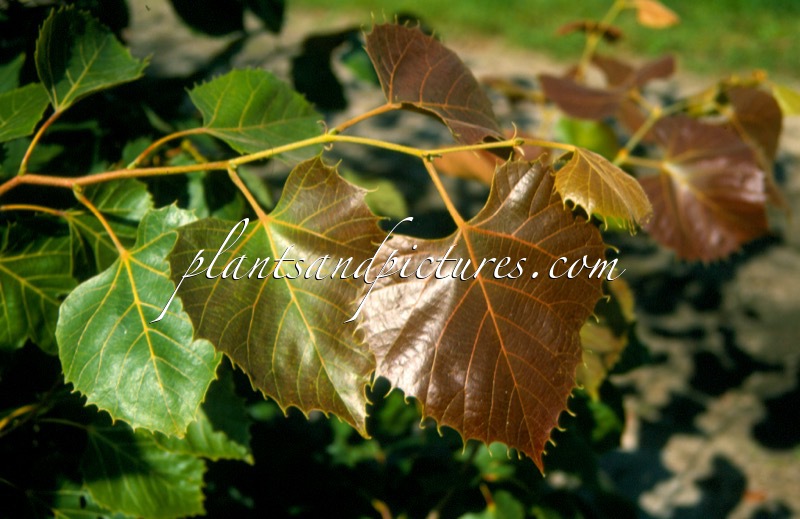 Tilia henryana