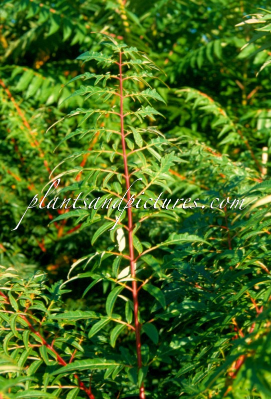 Rhus glabra ‘Laciniata’
