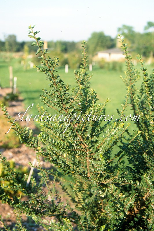 Ulmus parvifolia ‘Sagei’