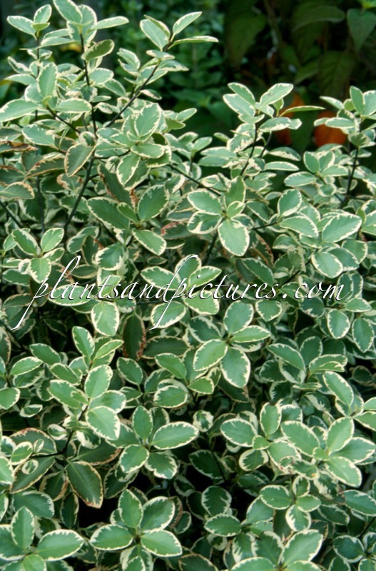 Pittosporum ‘Garnettii’