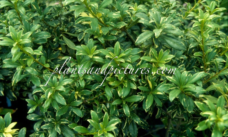 Pittosporum heterophyllum ‘La Blanca’