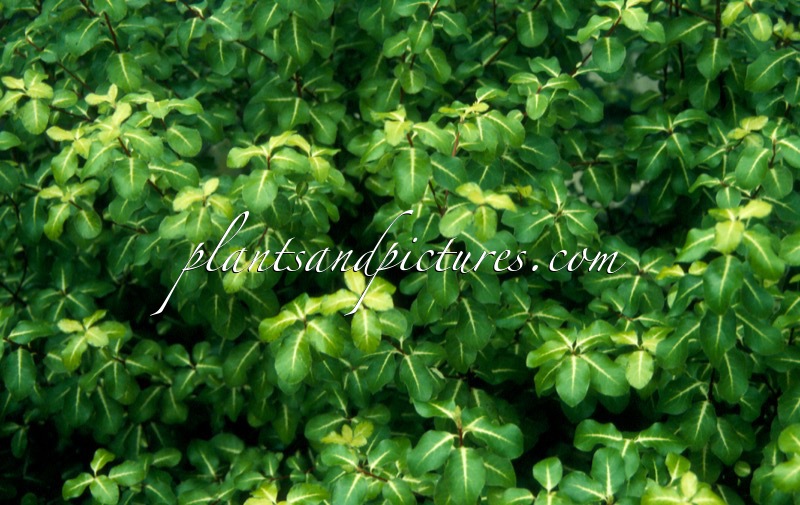 Pittosporum tenuifolium ‘Gold Star’