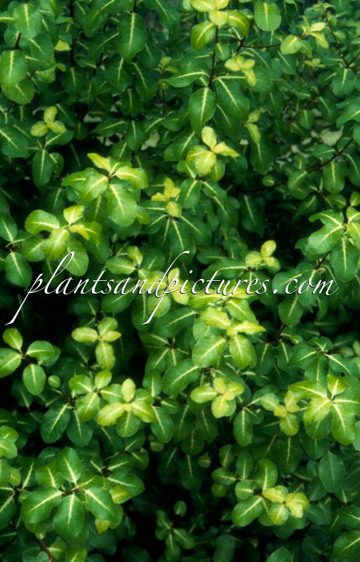 Pittosporum tenuifolium ‘Gold Star’