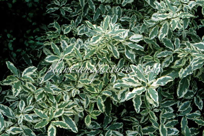 Pittosporum eugenioides ‘Tens Gold’