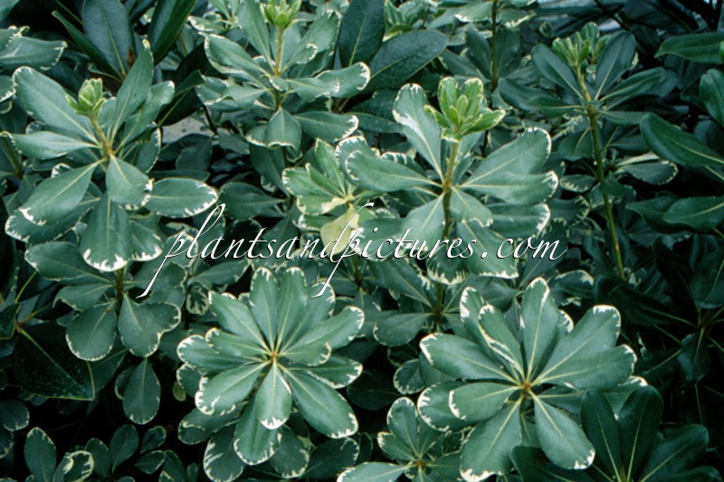 Pittosporum tobira ‘Variegatum’