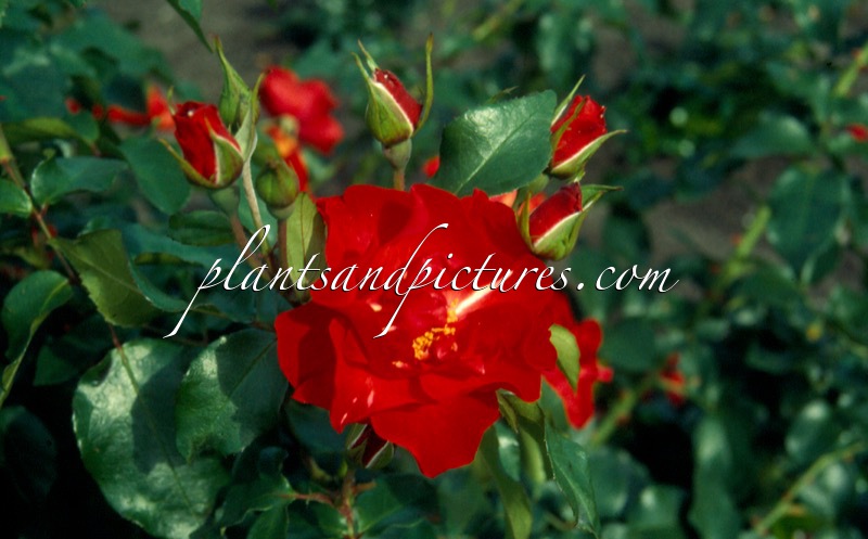 Rosa ‘Meiouscki’ (CRIMSON MEIDILAND)