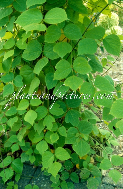 Pueraria montana var. lobata