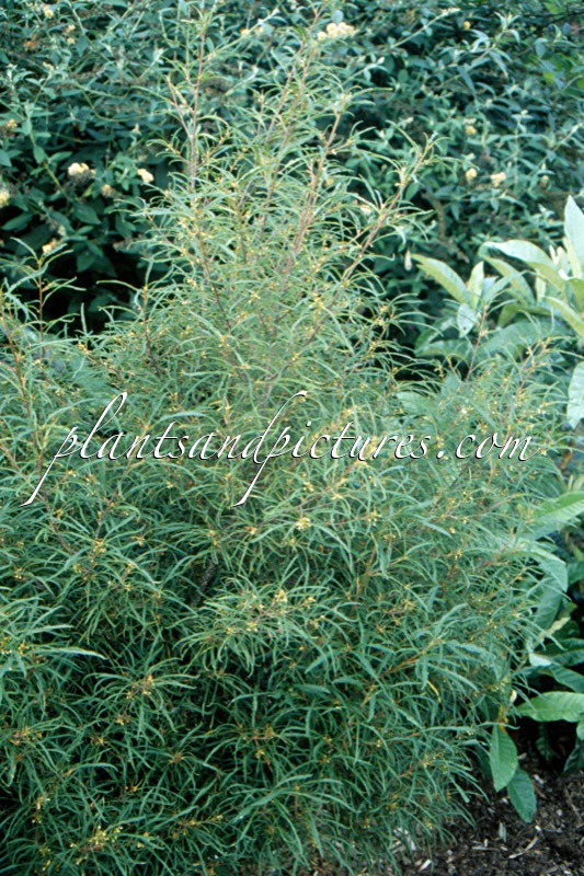Frangula alnus ‘Aspleniifolia’