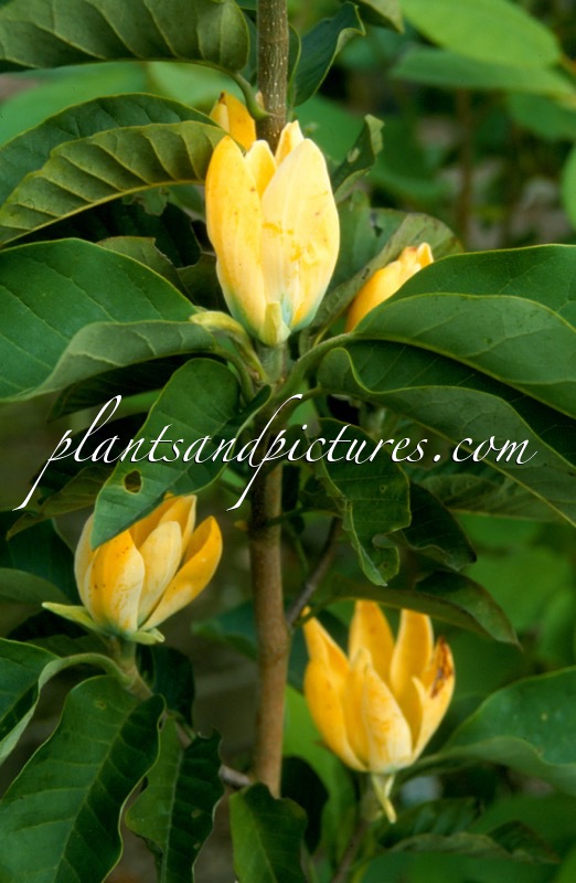 Magnolia acuminata ‘Koban Dori’