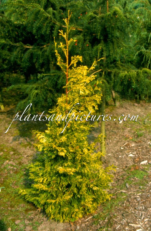 Thuja plicata ‘Doone Valley’