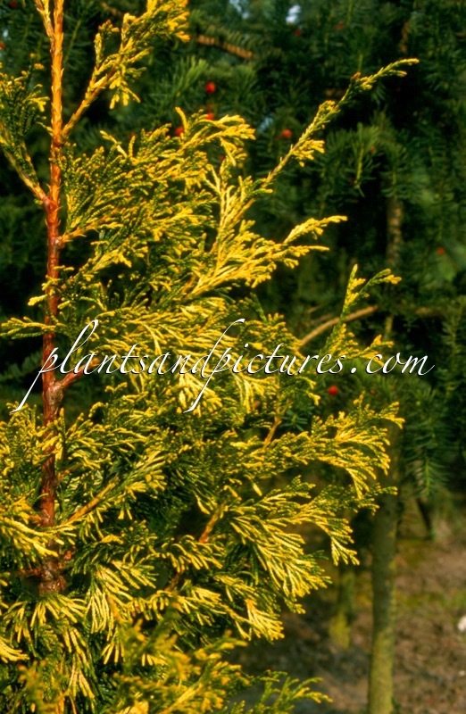 Thuja plicata ‘Doone Valley’