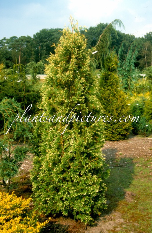 Thuja occidentalis ‘Cristata Argenteovariegata’