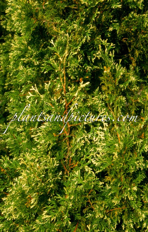 Thuja occidentalis ‘Cristata Argenteovariegata’