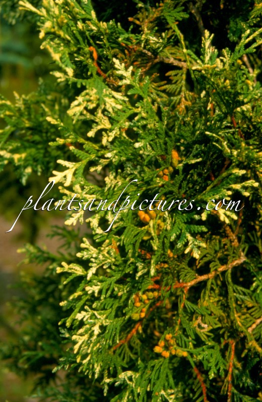 Thuja occidentalis ‘Cristata Argenteovariegata’