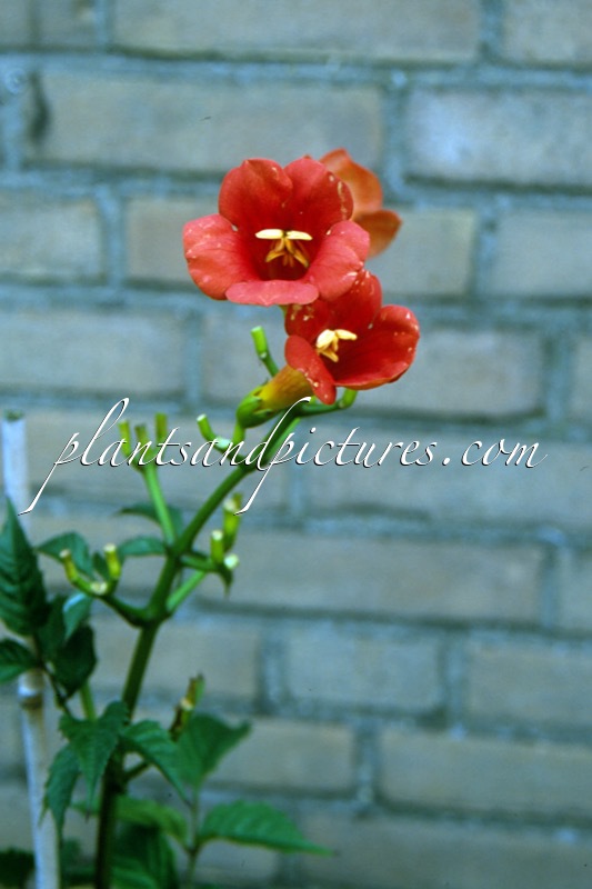 Campsis tagliabuana ‘Mme Galen’