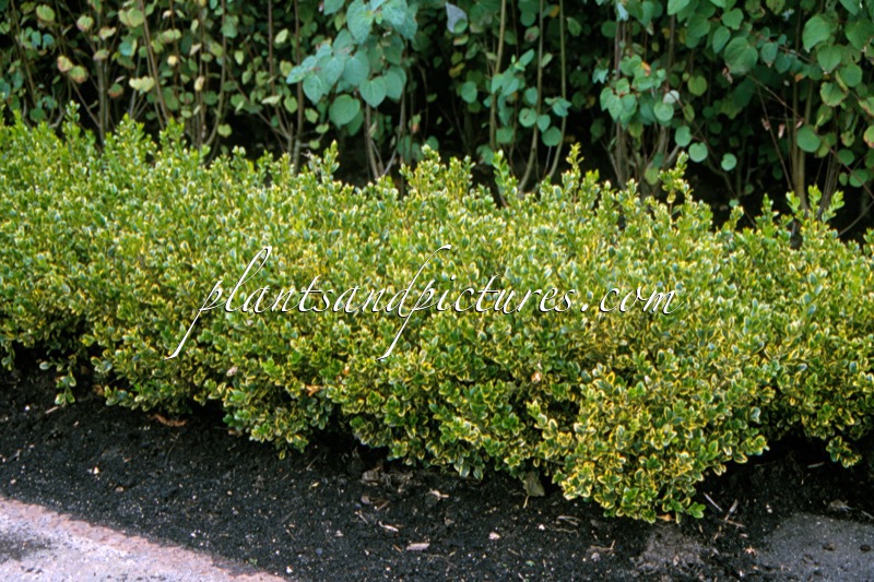 Buxus microphylla ‘Golden Triumph’