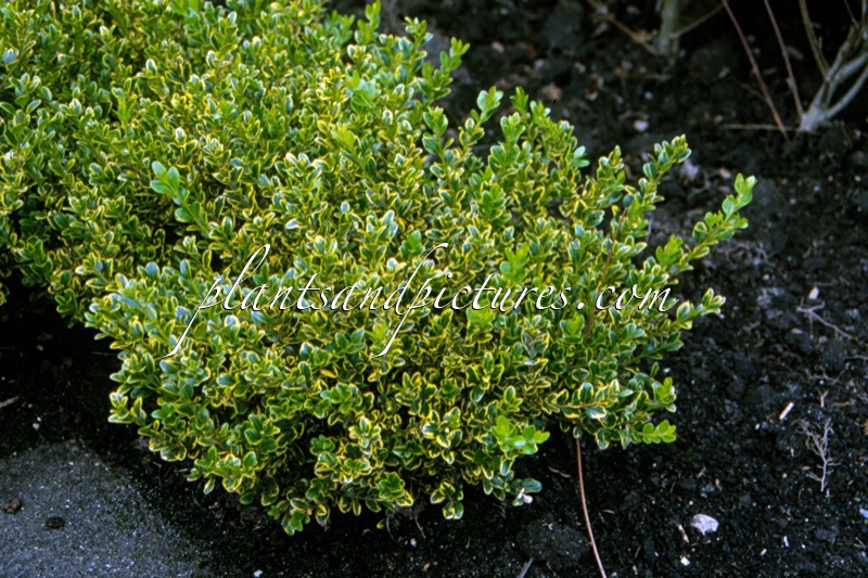 Buxus microphylla ‘Golden Triumph’