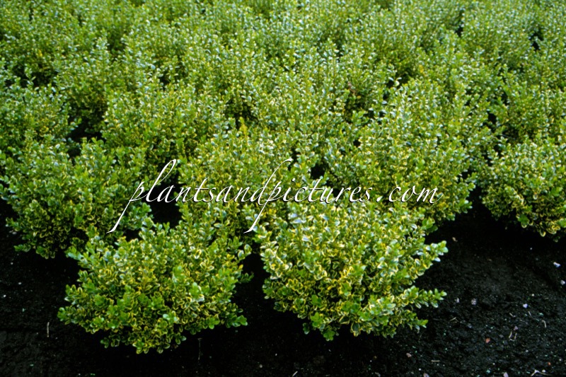 Buxus microphylla ‘Golden Triumph’