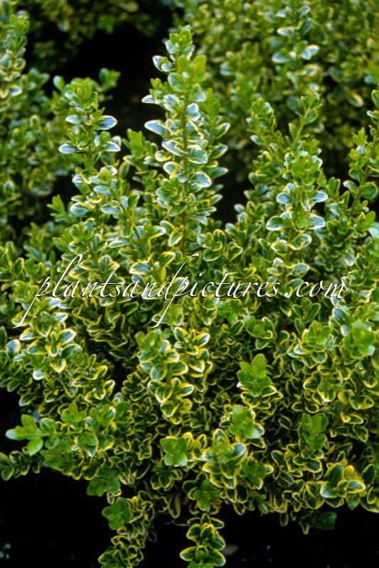 Buxus microphylla ‘Golden Triumph’