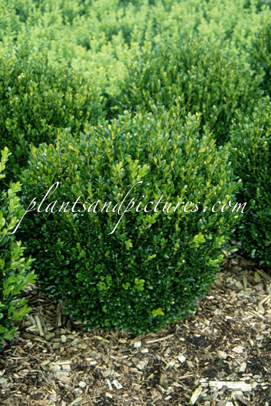 Buxus sempervirens ‘Green Balloon’