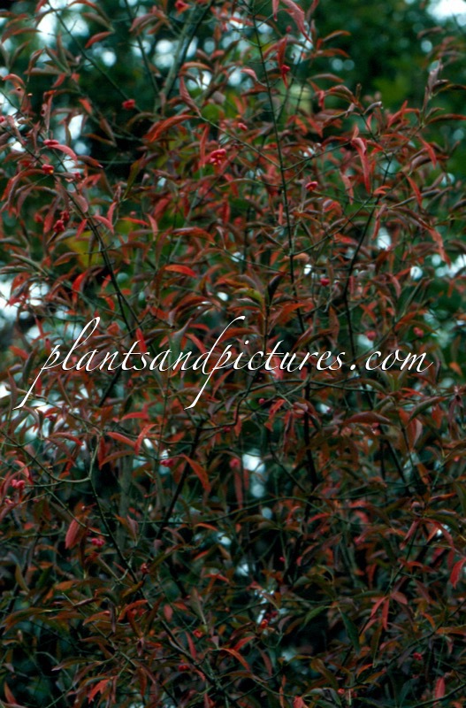 Buxus sempervirens ‘Green Balloon’