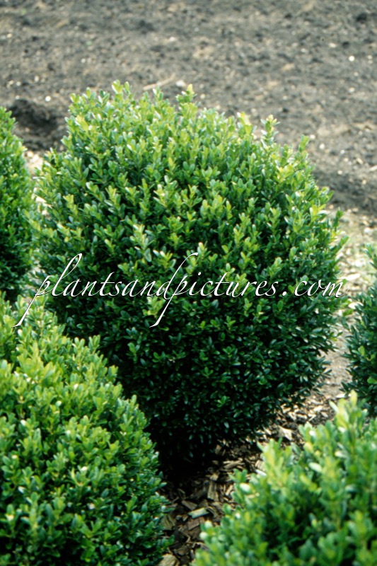 Buxus sempervirens ‘Green Balloon’