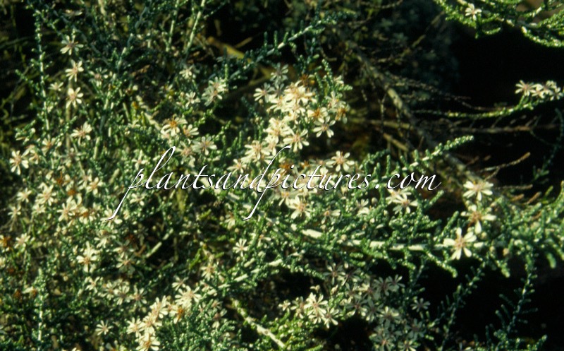 Olearia lepidophylla