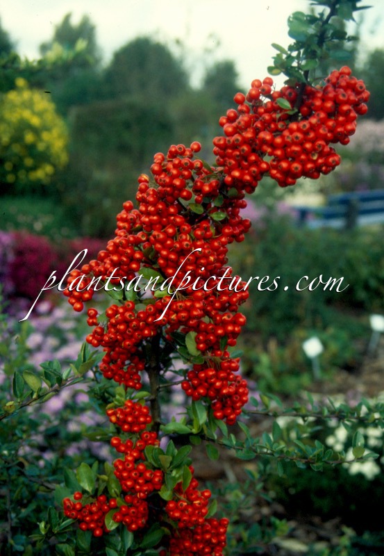 Pyracantha coccinea ‘Red Column’