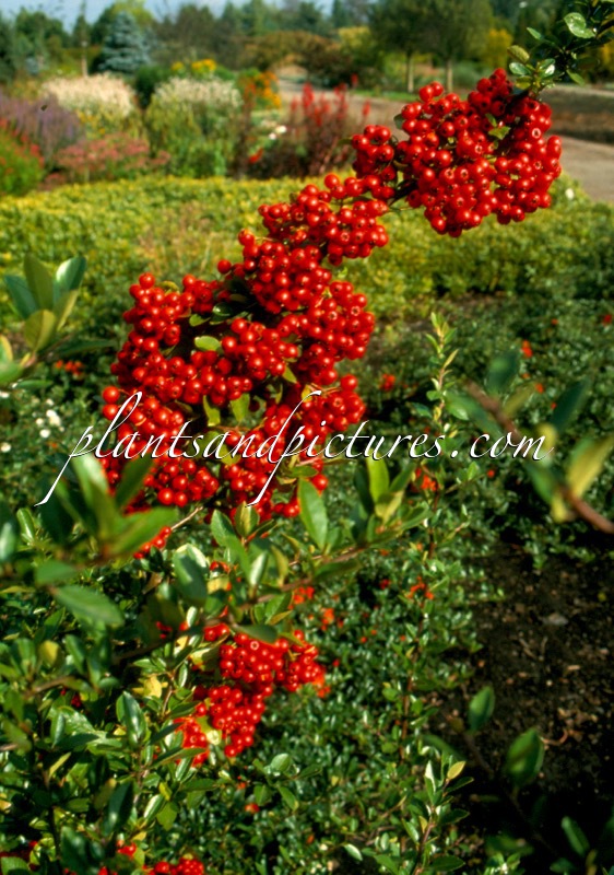 Pyracantha coccinea ‘Red Column’
