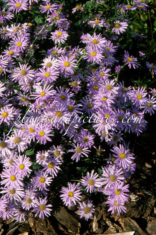 Aster frikartii ‘Mönch’