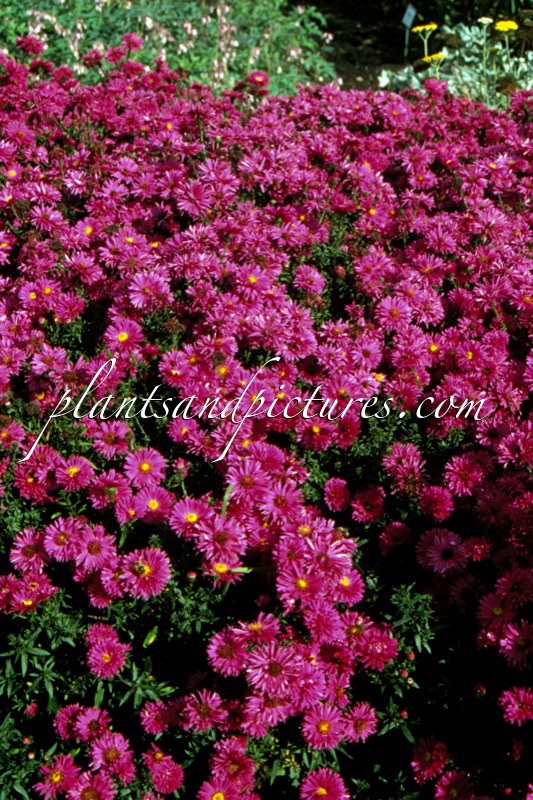 Aster ‘Nero’