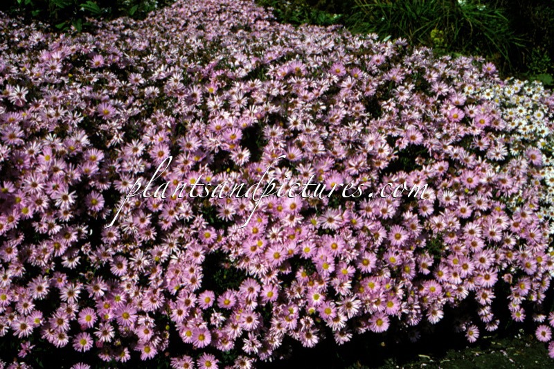Aster ‘Herbstgruss vom Bresserhof’