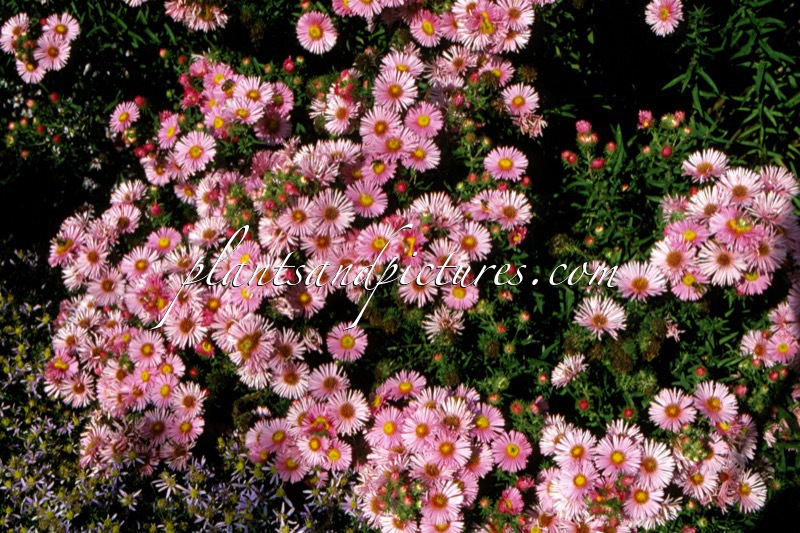 Aster novae-angliae ‘Rudelsburg’