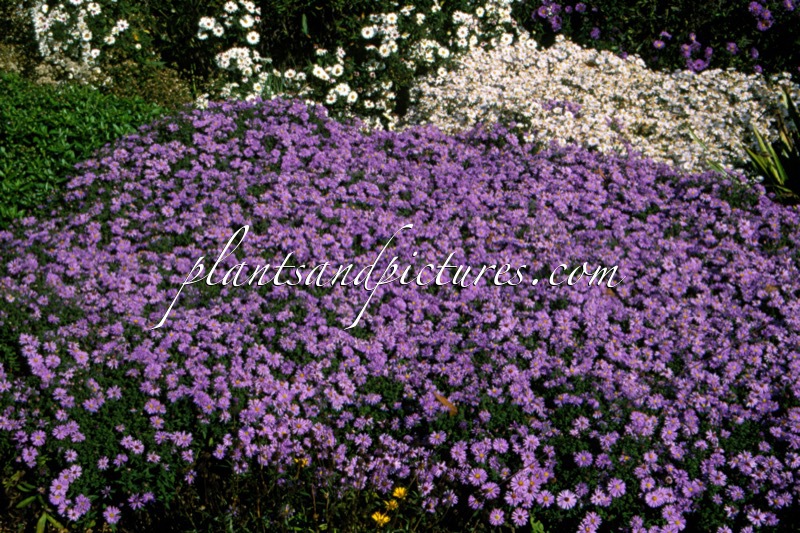 Aster ‘Prof. Anton Kippenberg’
