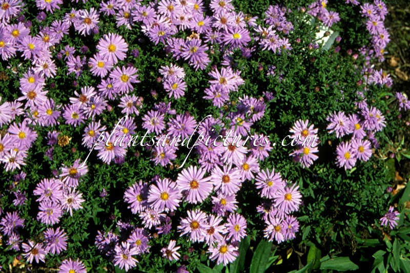 Aster ‘Prof. Anton Kippenberg’