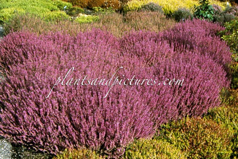 Calluna vulgaris ‘Marleen’