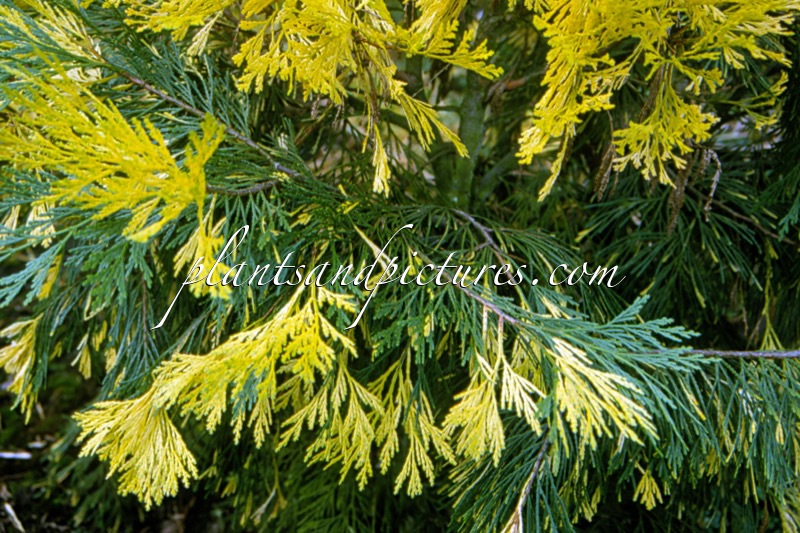 Calocedrus decurrens ‘Aureovariegata’