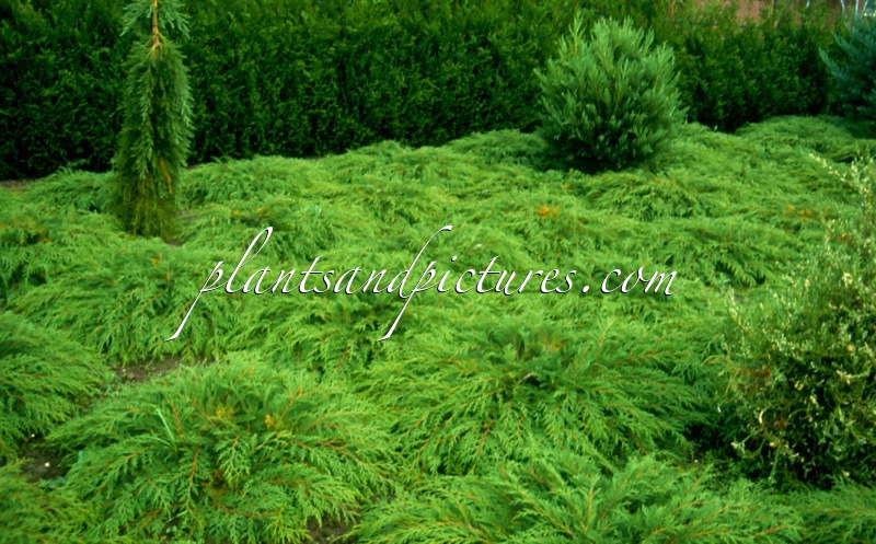 Microbiota decussata