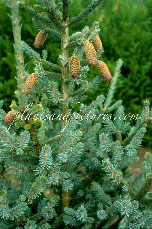 Picea likiangensis var. rubescens