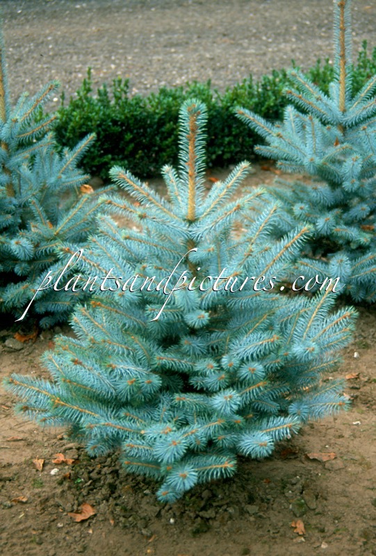 Picea pungens ‘Christmas Blue’