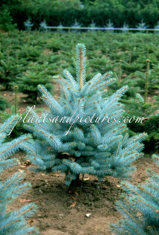 Picea pungens ‘Christmas Blue’