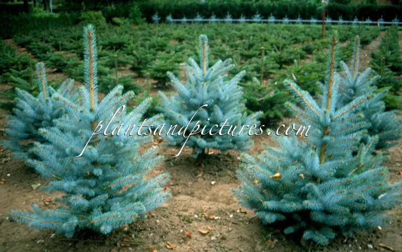 Picea pungens ‘Christmas Blue’