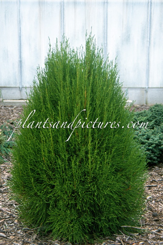 Platycladus orientalis ‘Filiformis Erecta’