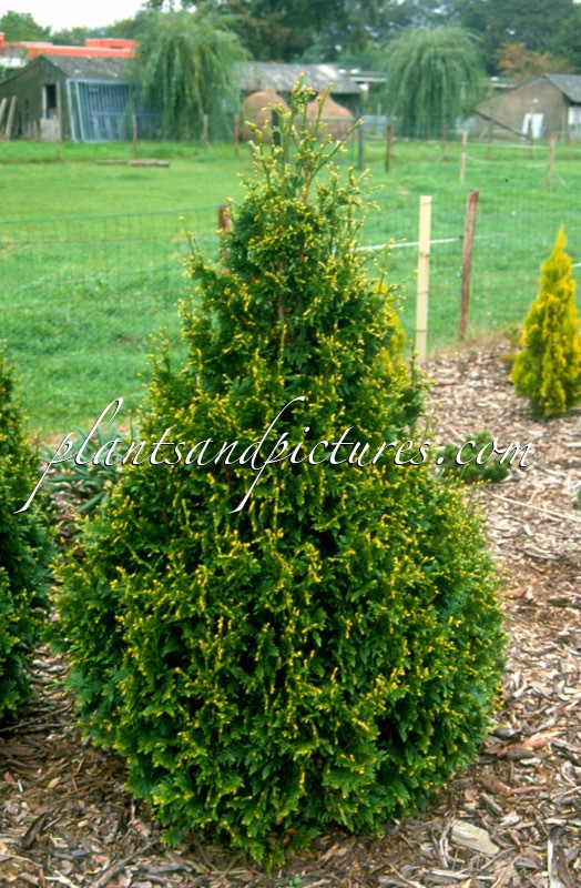 Thuja plicata ‘Can-Can’